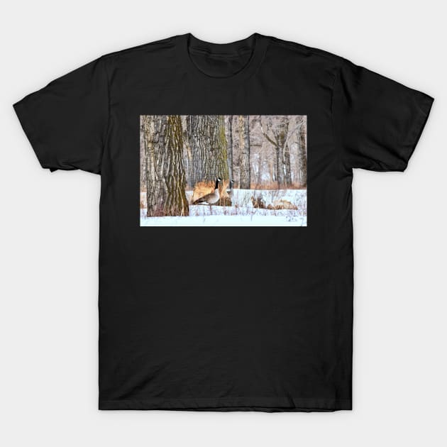 Geese On Guard for the........ T-Shirt by CanadianWild418